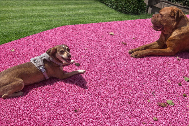 Dog boarding at Pawty Mansion