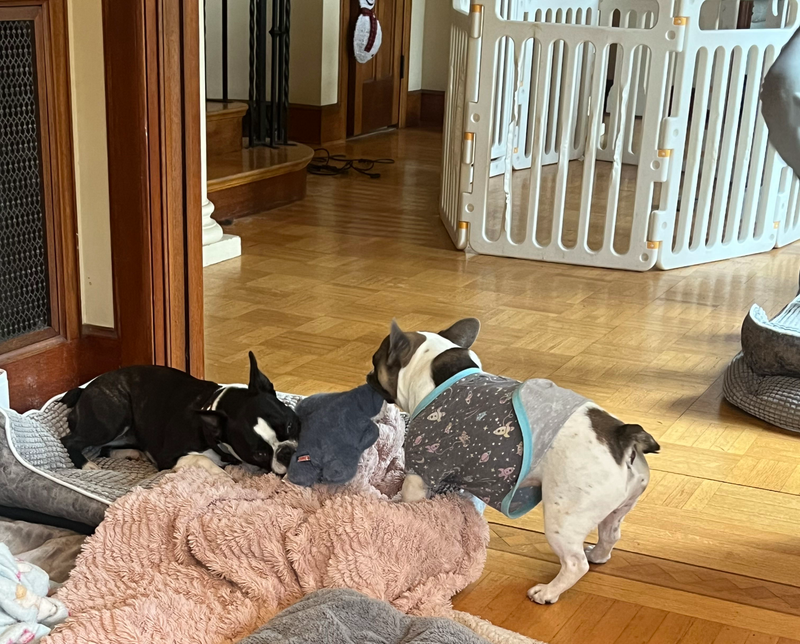 Dogs socialising in a calm environment